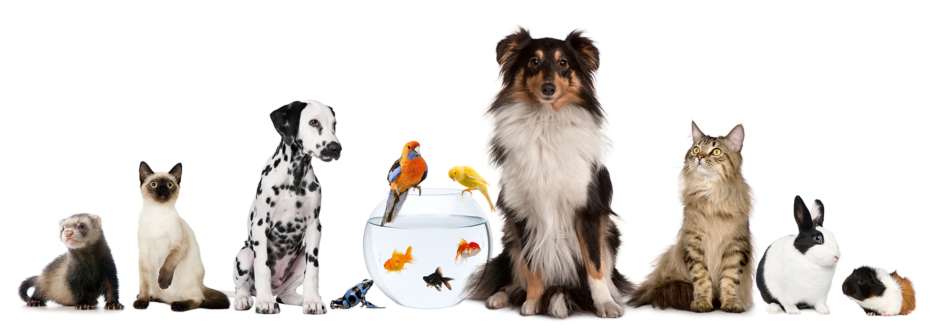 A variety of pets